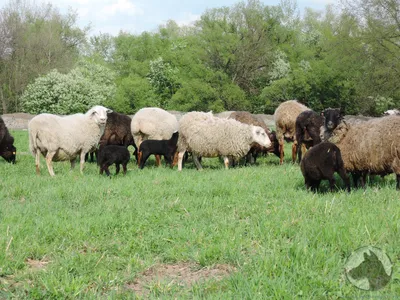 Лечение овец. Часть II. Незаразные болезни овец