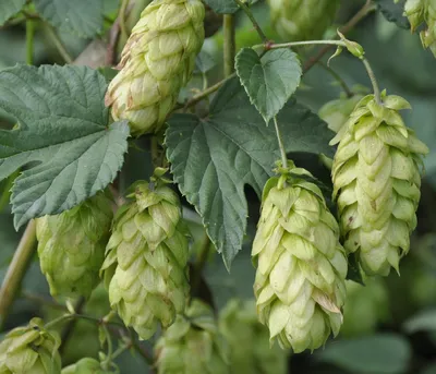 Хмель обыкновенный (Humulus lupulus) * Дикоросы