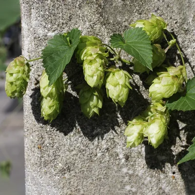 Хмель обыкновенный (Humulus lupulus) - PictureThis