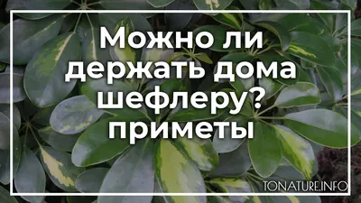 Шеффлера – приметы и суеверия, что приносит в дом, для женщин, можно ли  держать, полезные свойства