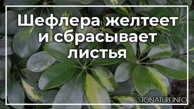 Шефлера желтеет и сбрасывает листья | toNature.Info - YouTube