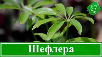 Шеффлера Компакта Нора переплетенная