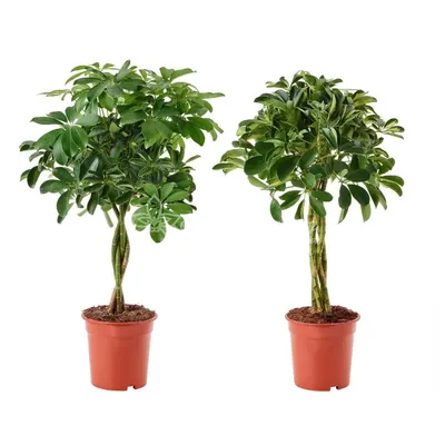 Шеффлера древовидная (Schefflera arboricola) — описание, выращивание, фото  | на LePlants.ru