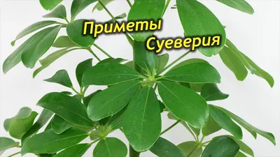 Размножение шефлеры черенками, семенами и воздушными корнями; пересадка  шефлеры