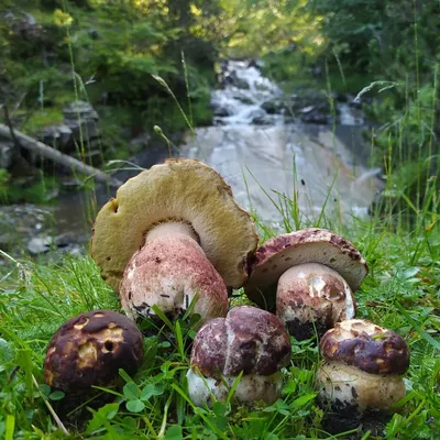 Белый гриб сосновый (Boletus pinophilus): описание, где растет, как  отличить, фото и сходные виды