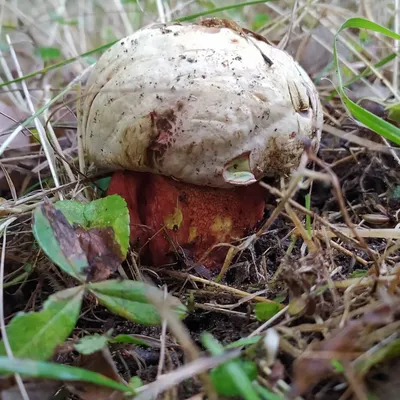 Белый гриб сосновый (Boletus pinophilus): описание, где растет, как  отличить, фото и сходные виды