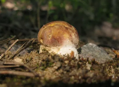 Белый гриб боровой (Boletus pinophilus) фотографии, видео и истории