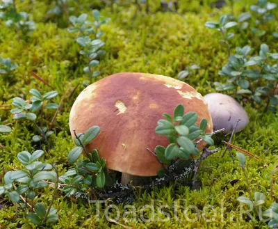 Boletus pinophilus, Белый гриб соснолюбивый (боровик)