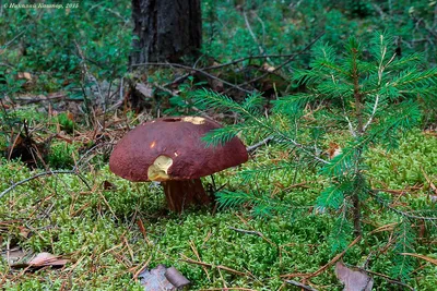 Белый гриб боровой (Boletus pinophilus) фотографии, видео и истории