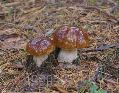 Boletus edulis, Белый гриб