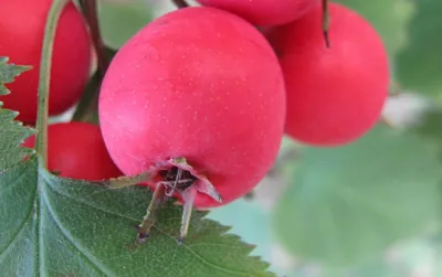 Купить саженцы плодового дерева Боярышник крупноплодный Crataegus  aestivalis Early Red в Москве с доставкой по всей России — интернет-магазин  «Сады Семирамиды»