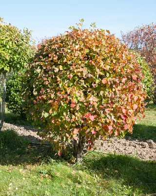 Боярышник крупноплодный 'Crataegus aestivalis' (шар) В-200-225см – купить в  питомнике Chelsea Garden