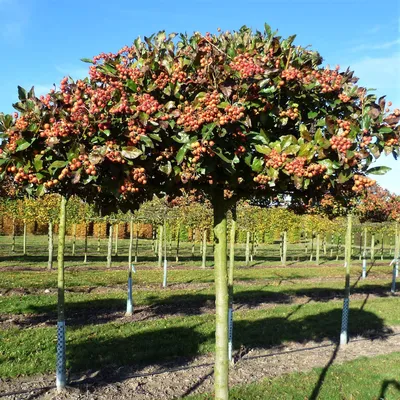 Купить Саженцы Боярышника Крупноплодного на штамбе (Crataegus Aestivalis)  от интернет-магазина \"AGRO-LANDING\"