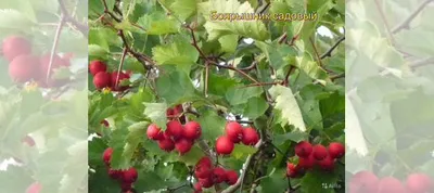 Боярышник крупноплодный саженцы купить в Шкуринской | Товары для дома и  дачи | Авито