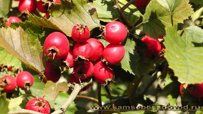 Боярышник мягкий (лат. Crataegus mollis) - Видео-блог Садовода