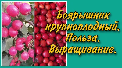 Боярышник крупноплодный.Польза. Выращивание . - YouTube