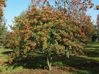 Боярышник (Crataegus)