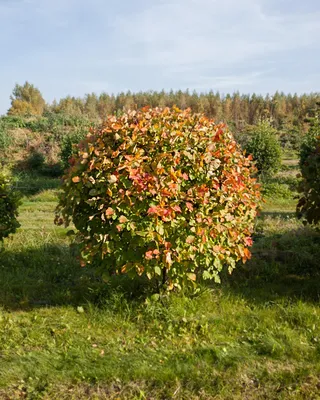 Боярышник крупноплодный 'Crataegus aestivalis' (шар) В-175-200см – купить в  питомнике Chelsea Garden