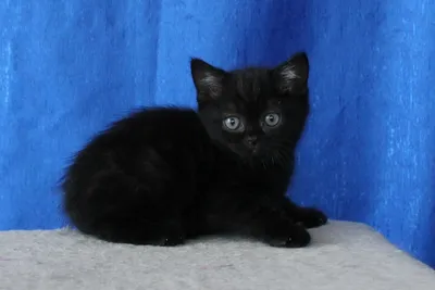 Британские черные котята фото