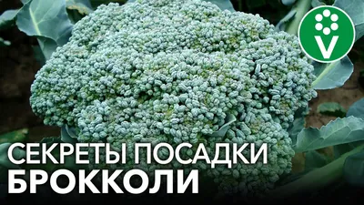 Купить семена капусты Батавия F1 на дачу почтой | оптом и в розницу