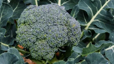 Брокколи (Brassica oleracea L. var. italica Plenck) Выращивание:  Amazon.co.uk: Эриилмаз Ачикгоз, Фунда: 9786205029152: Books