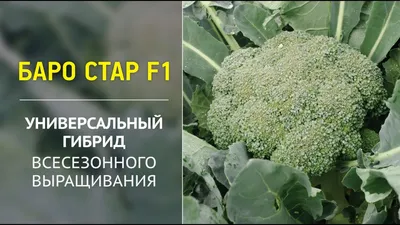 Купить Семена капусты брокколи Куско F1 2500 семян Clause в интернет -  магазине \"Фермер Профессионал\"