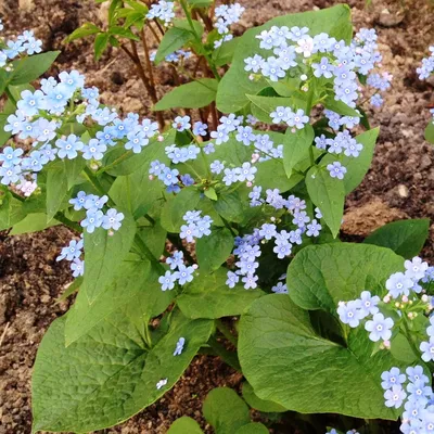 Бруннера крупнолистная (Brunnera macrophylla)