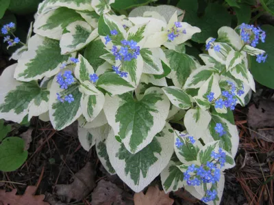 Бруннера крупнолистная (Brunnera macrophylla 'Variegata' - купить саженцы в  Минске и Беларуси