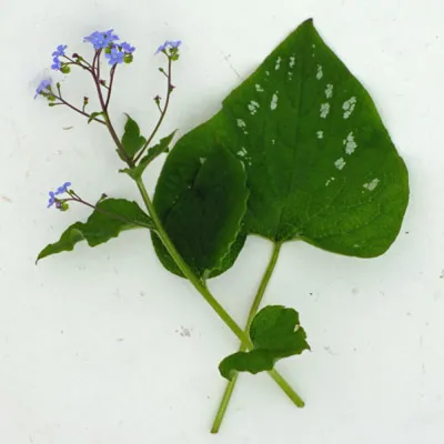 Бруннера крупнолистная 'Langtrees' (Brunnera macr. 'Langtrees')