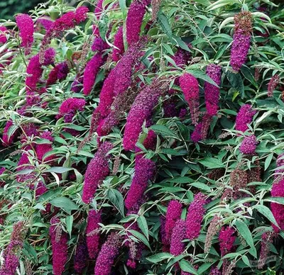 Буддлея Давида Минпап (Minpap) (Buddleja davidii Mimpap) - описание сорта,  фото, саженцы, посадка, особенности ухода. Дачная энциклопедия.