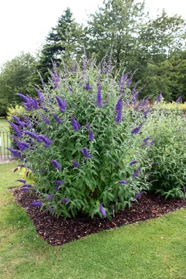 Буддлея давида Эмпайр Блю Buddleja davidii Empire Blue - купить  декоративные и хвойные растения с доставкой по Украине в магазине Добродар