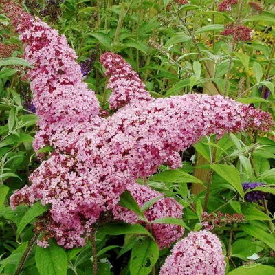 Буддлея Давида Пинк Делайт (Pink Delight) (Buddleja davidii Pink Delight) -  описание сорта, фото, саженцы, посадка, особенности ухода. Дачная  энциклопедия.