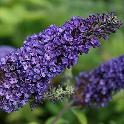 Буддлея Давида Эмпайр Блю. (Buddleja davidii Empire blue) P9 купить в  интернет-магазине ЦВІТСАД с доставкой по Украине