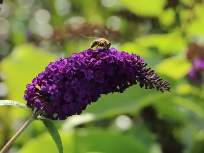 Буддлея давида Африкан Квин Buddleja davidii African Queen - купить  декоративные и хвойные растения с доставкой по Украине в магазине Добродар