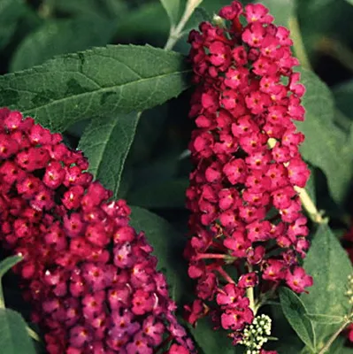 Buddleja davidii Royal Red-Буддлея давида Роял Ред | sadko.by