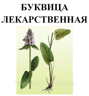 Буквица лекарственная трава сухая, 35 грамм, цена 20 грн — Prom.ua  (ID#1211259185)