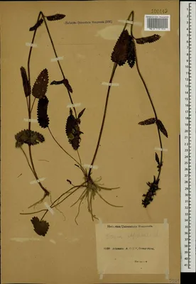 MW0710926, Stachys officinalis (Чистец лекарственный, Буквица лекарственная),  specimen