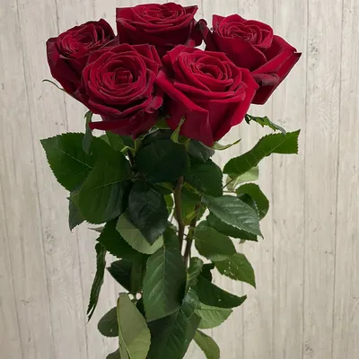Купить букет из 5 красных роз в Пензе, российские розы