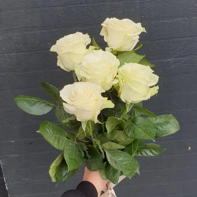 Букет из 5 белых роз с лентой с доставкой в Новосибирске. Служба доставки  цветов и подарков - FLO365