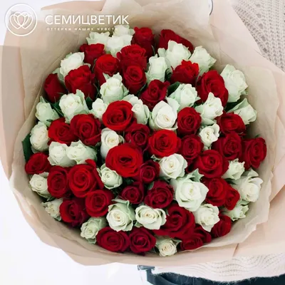 75 красных и белых роз (Кения) 40 см купить в СПб в интернет-магазине  Семицветик✿