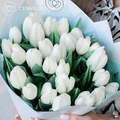 25 белых тюльпанов купить в СПб в интернет-магазине Семицветик✿