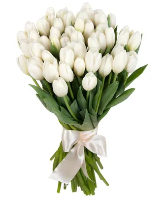 Белые тюльпаны - купить букет в Москве по недорогой цене на сайте в  каталоге интернет-магазина Цветочныйрай.рф