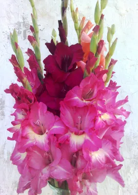 Розовый букет гладиолусов Pink Dreams | Gladiolus flower, New flowers  photos, Gladiolus