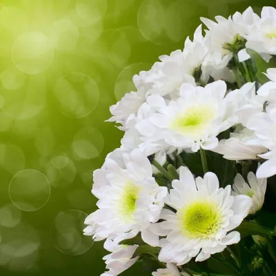 Фотообои Букет белых маргариток арт. 3020, коллекция Цветы - Арт-Обои