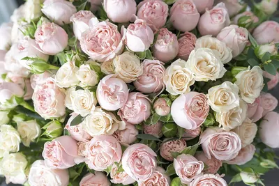 Букет из 25 нежных кустовых роз (00923) купить с доставкой в Архангельске
