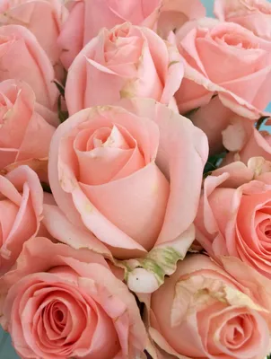 Нежные розы🌹🌹 | Розы, Розовый букет, Букет цветов