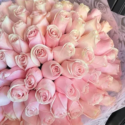 Букет из 51 нежно розовых роз, Цветы и подарки в Москве, купить по цене  78075 руб, Монобукеты в James Flowers с доставкой | Flowwow