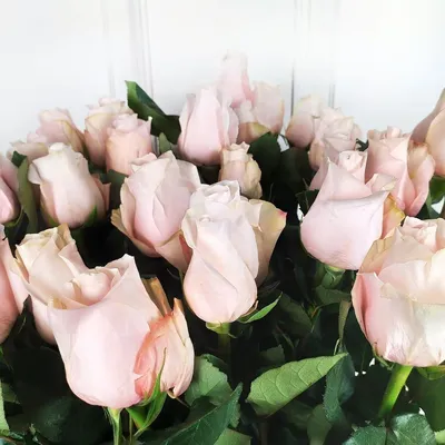 Букет 25 нежно розовых роз высотой 100см (большой бутон) купить с доставкой  в СПб