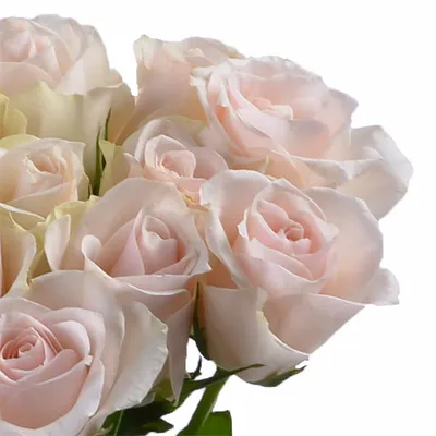 Букет из 11 нежно-розовых роз - купить в Москве по цене 2490 р - Magic  Flower