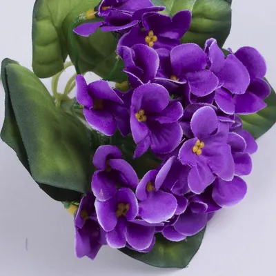Букет Фиалок Фиолетовый — Купить Недорого на Bigl.ua (1591954912)